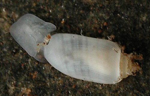 Acteocina hawaiensis