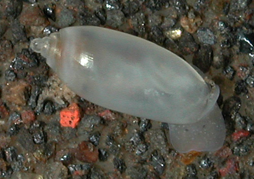 Acteocina sandwicensis: young, 2.5 mm