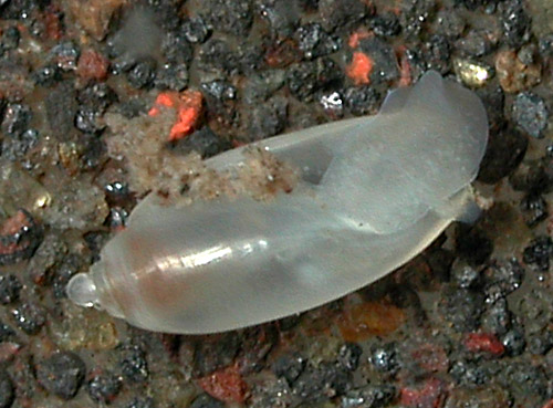 Acteocina sandwicensis: underside