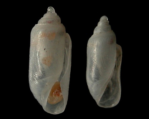 Acteocina sp. #1: shell