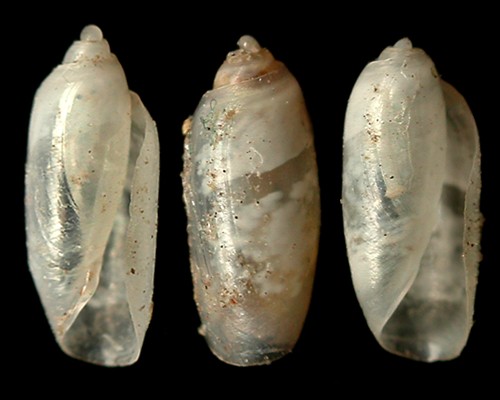 Acteocina sp. #2: shell