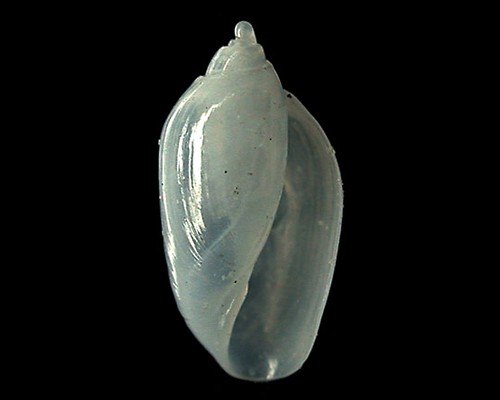 Acteocina sp. #3: shell