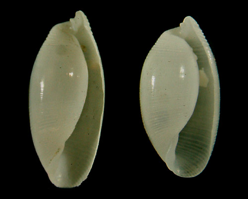 Aliculastrum debile: shell