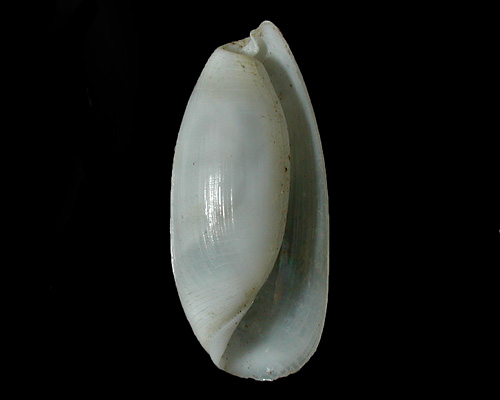 Aliculastrum debile: shell, large