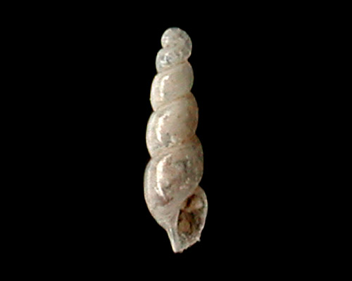 Anisocycla hawaiiensis: Maui shell