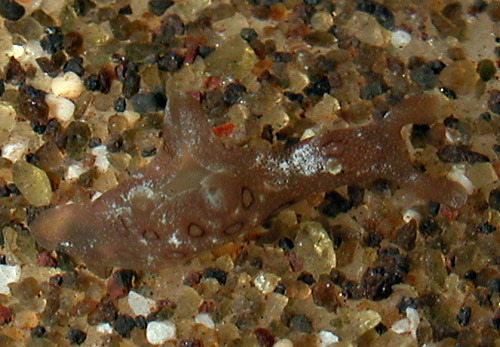 Aplysia argus: young, 4.5 mm
