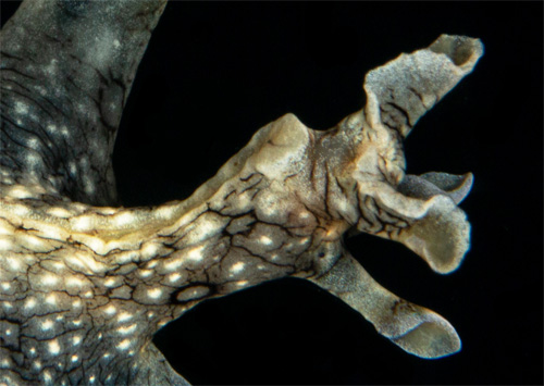Aplysia argus: underside, detail