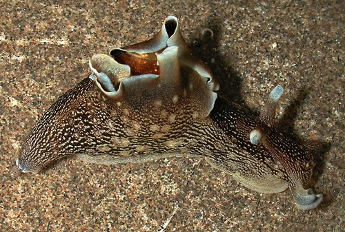 Aplysia elongata