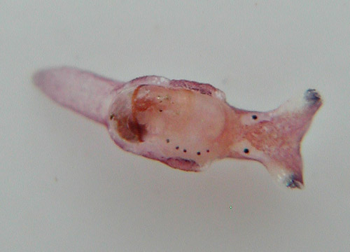 Aplysia elongata: young, 1.5 mm
