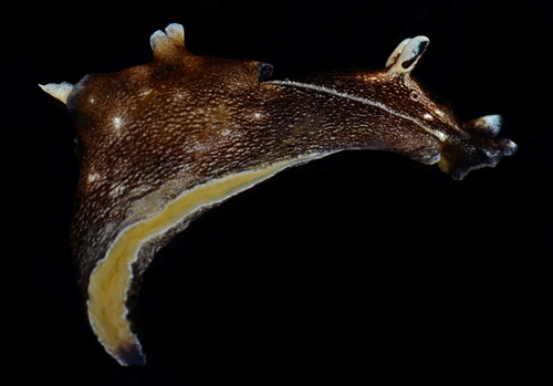 Aplysia elongata: underside