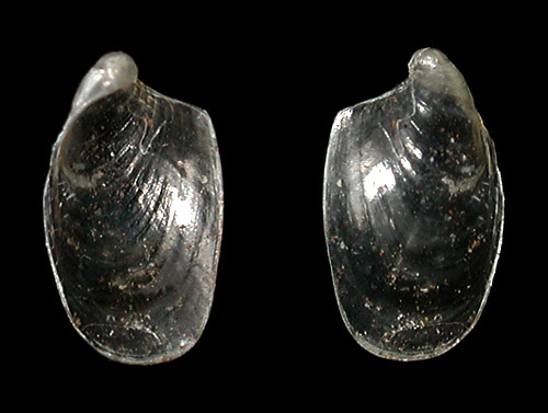 Aplysia juliana: young shell