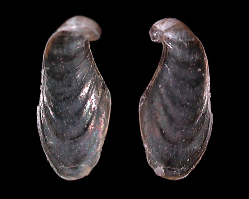 Aplysia oculifera: young shell