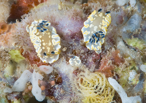 Ardeadoris tomsmithi: pair with egg masses on food sponge