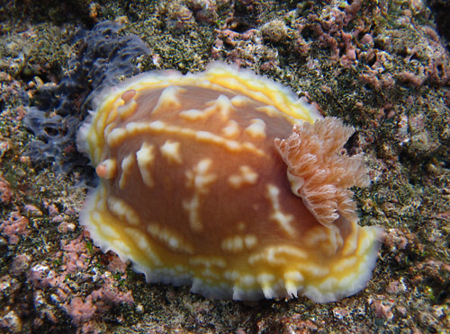 Asteronotus cespitosus: with probable food sponge