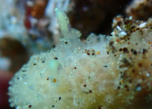 Atagema sp. #3: rhinohores