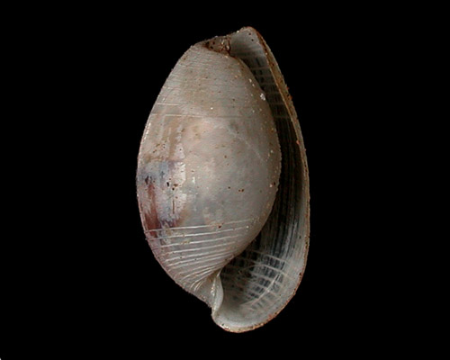 Atys semistriatus: shell