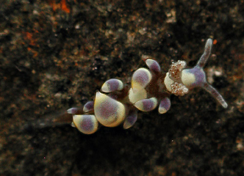 Baeolidia moebii: young, 3 mm