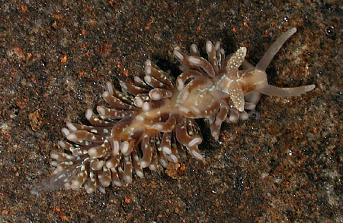 Baeolidia salaamica