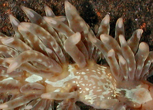 Baeolidia salaamica: cerata detail
