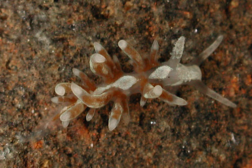 Baeolidia salaamica: young, 2 mm