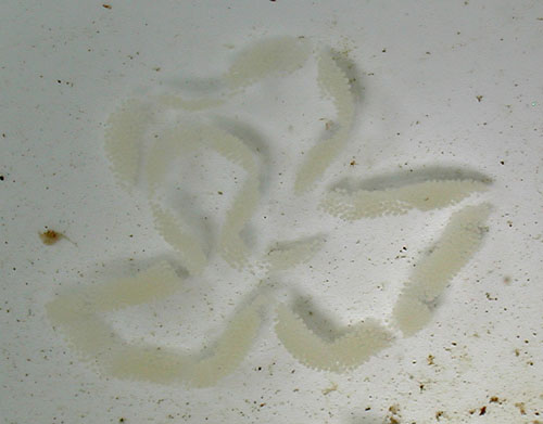 Baeolidia salaamica: egg mass