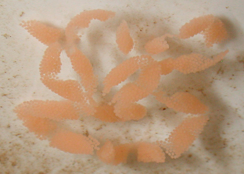 Baeolidia salaamica: egg mass, peach