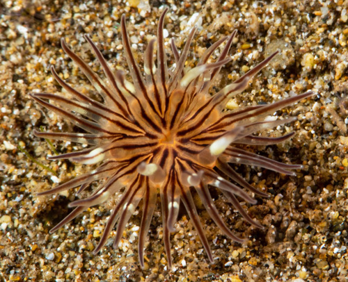 Baeolidia salaamica: anemone