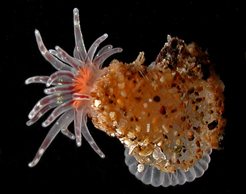 Baeolidia salaamica: anemone in dish