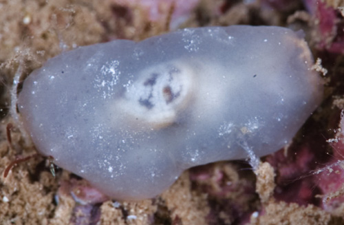 Berthella sp. #1: very pale