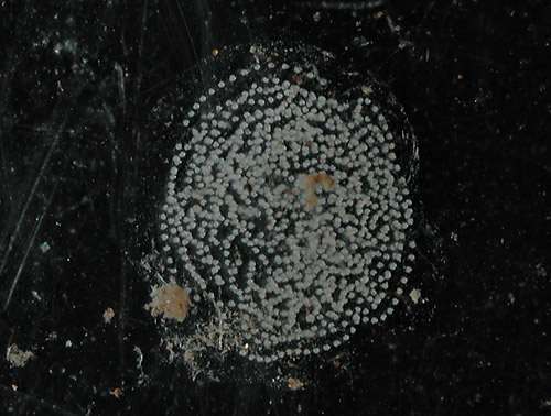 Biuve cf. fulvipunctata: egg mass