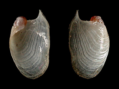 Biuve cf. fulvipunctata: shell