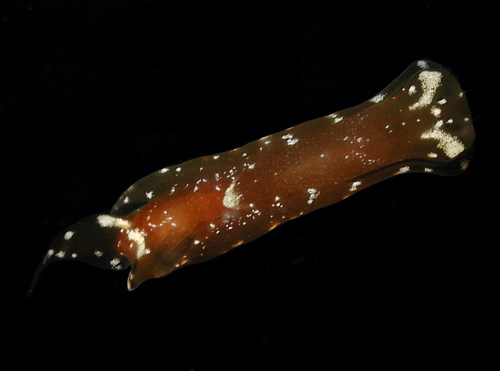 Biuve cf. fulvipunctata: without orange spots