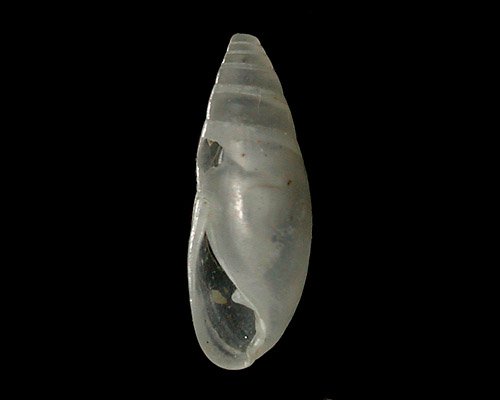 Blauneria gracilis: shell