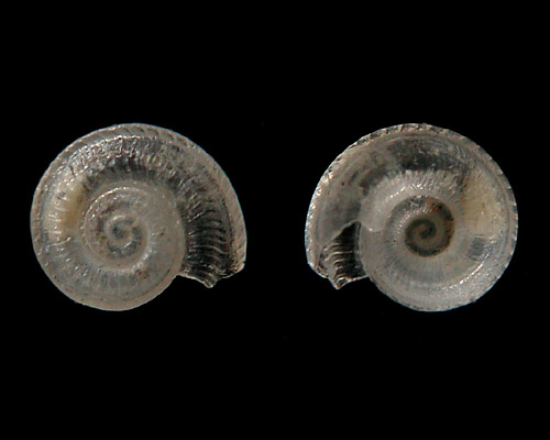 Boschitestella cf. eloiseae: shell
