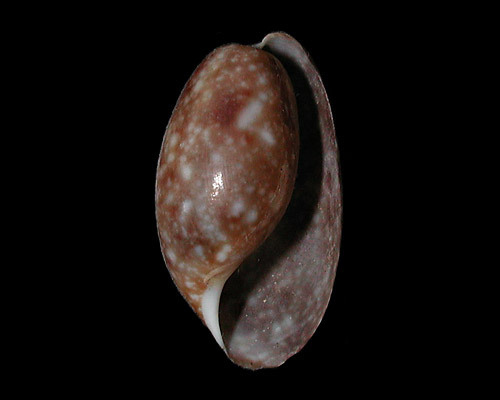 Bulla peasiana: shell