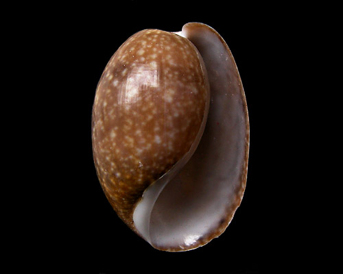 Bulla vernicosa: shell
