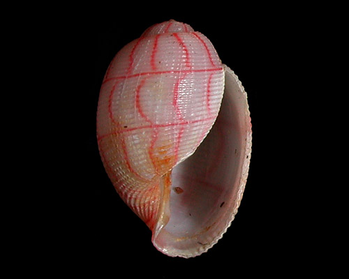 Bullina lineata: shell