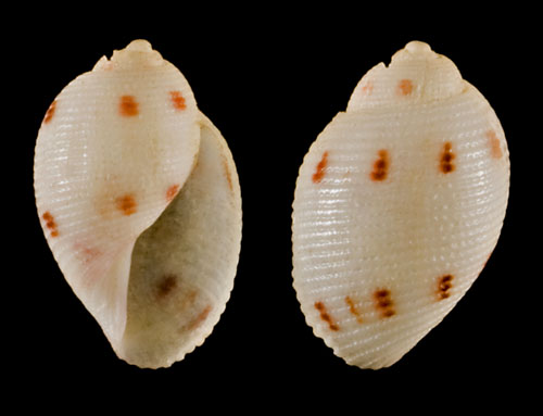 Bullina rubeopunctata: shell