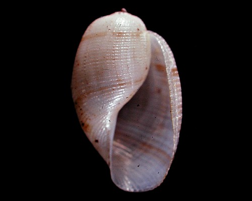 Bullina vitrea: shell