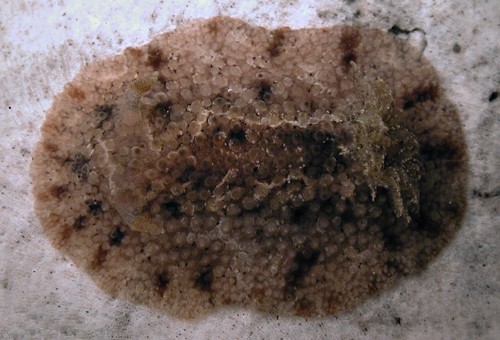 Carminodoris cf. flammea