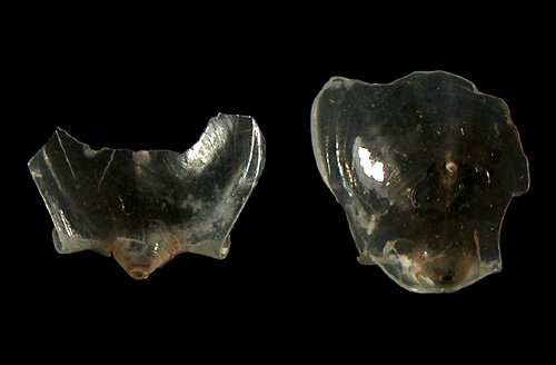 Cavolinia globulosa: shell fragments