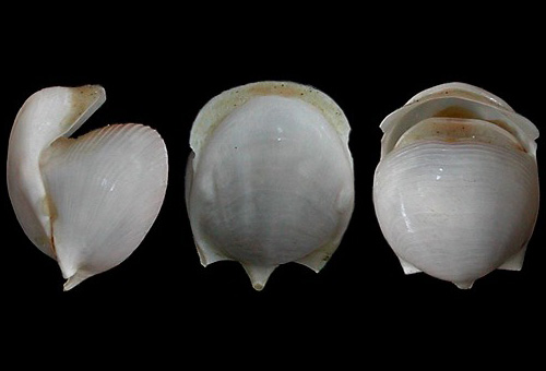 Cavolinia globulosa: shell