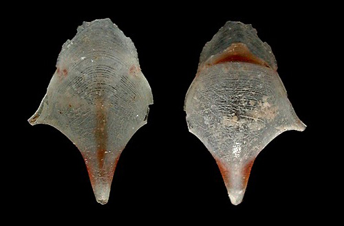 Cavolinia inflexa: shell