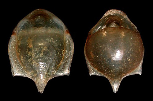 Cavolinia tridentata: shell