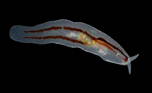 Cephalopyge trematoides