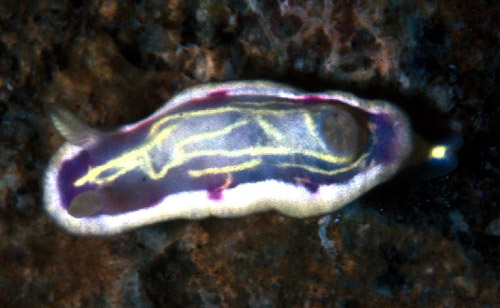 Ceratosoma sp. #2: marginal purple spots
