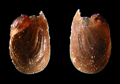 Chelidonura hirundinina: shell