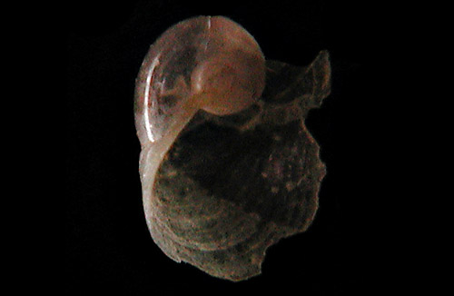Chelidonura(?) sp. #3: shell