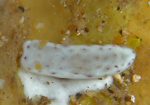 Chromodoris aspersa: on yellow food sponge?