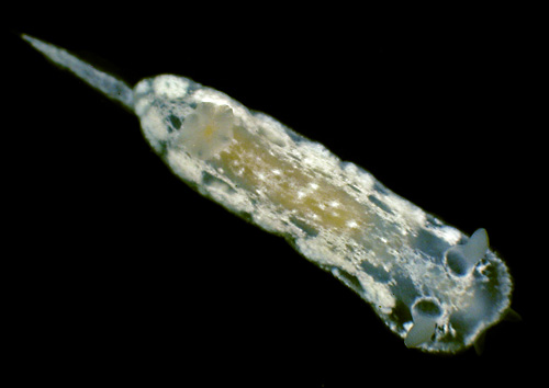 Chromodoris sp. #2: young, 10 mm
